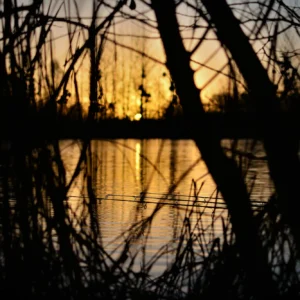 Tamer Pike Rods